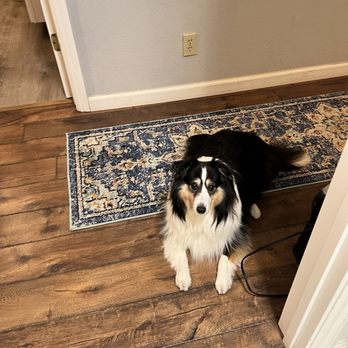 Daly City Pet Hospital