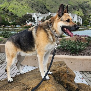 Daly City Pet Hospital