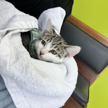 Daly City Pet Hospital