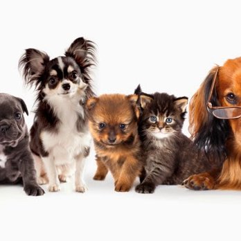 Thornhill Pet Hospital