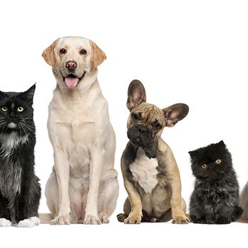 Thornhill Pet Hospital