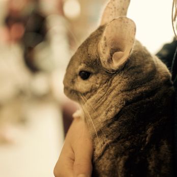 California Chins - Chinchilla Rescue