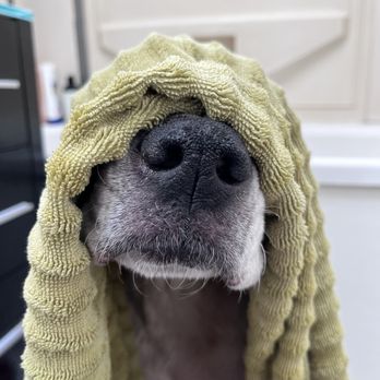 Colma Animal Hospital