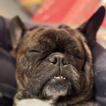 Colma Animal Hospital