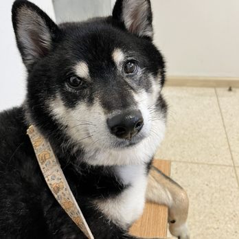 Colma Animal Hospital