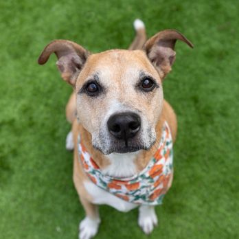 Blue Sparrow Holistic Veterinary House Calls