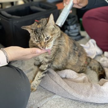 Blue Sparrow Holistic Veterinary House Calls