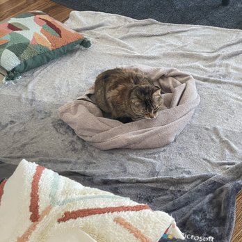 Blue Sparrow Holistic Veterinary House Calls