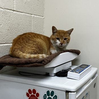 St Francis Veterinary Hospital