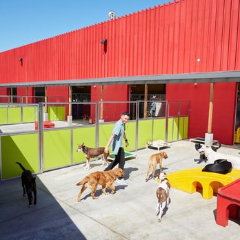 Happy Hound Play & Daycare