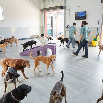 Happy Hound Play & Daycare