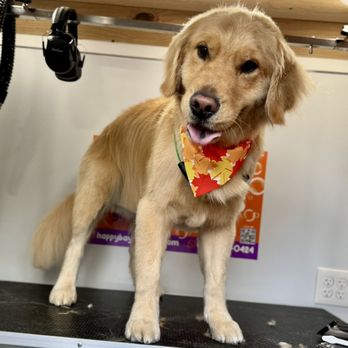 Happy Bay Paws Mobile Pet Grooming