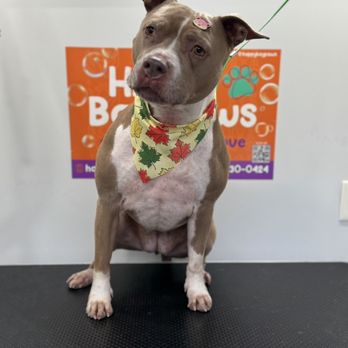 Happy Bay Paws Mobile Pet Grooming