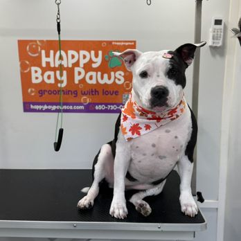 Happy Bay Paws Mobile Pet Grooming
