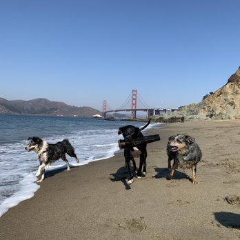 SF Woof Times