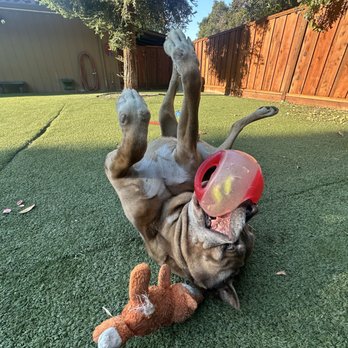 Dublin Creek Kennels