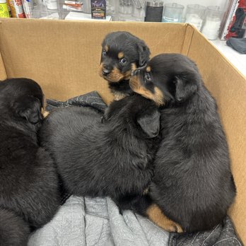 Lone Tree Veterinary Hospital & Urgent Care