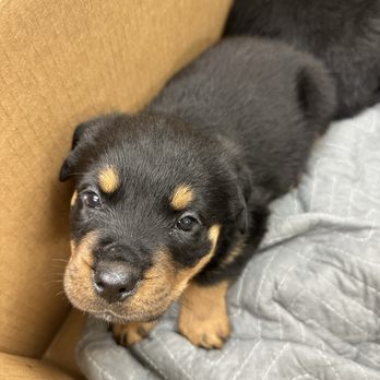 Lone Tree Veterinary Hospital & Urgent Care