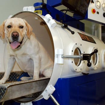 Holistic Veterinary Care