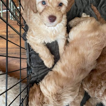 Emeryville Vet Hospital