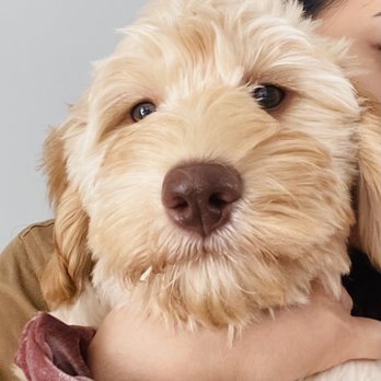 Emeryville Vet Hospital