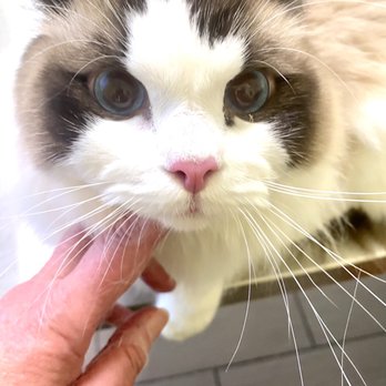 Emeryville Vet Hospital