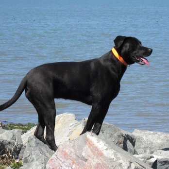 Dr. Bennett's Veterinary House Calls