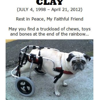 Calvin G Lum, DVM - BetterVet