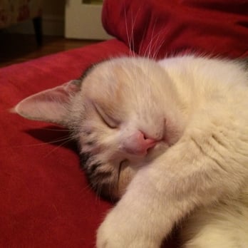 Calvin G Lum, DVM - BetterVet