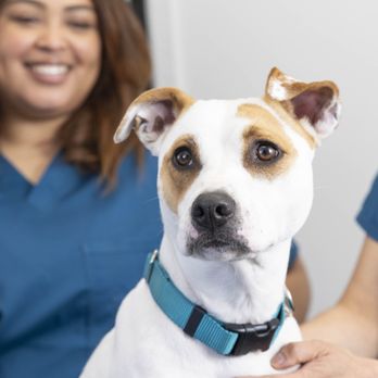 Hercules Pet Hospital