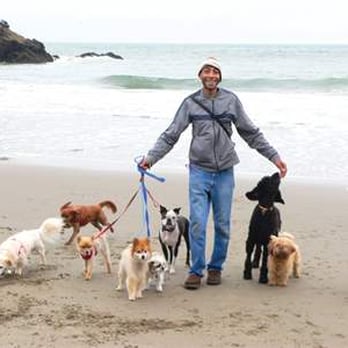 Little Buddhas Dog Walking & Pet Sitting