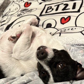 Cheap Shots Second to None Pet Services