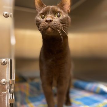 Aggie Animal Dental Center