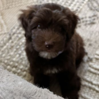 4 Paws Mobile Veterinary Services