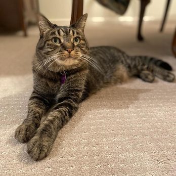 El Cerrito Veterinary Care