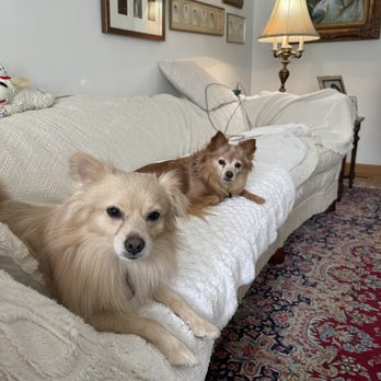 Joybound People & Pets