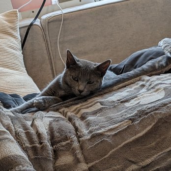 Joybound People & Pets