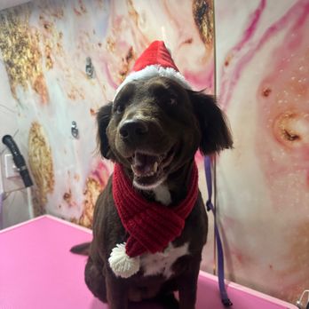 Pawradise Mobile Grooming