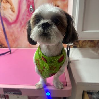 Pawradise Mobile Grooming