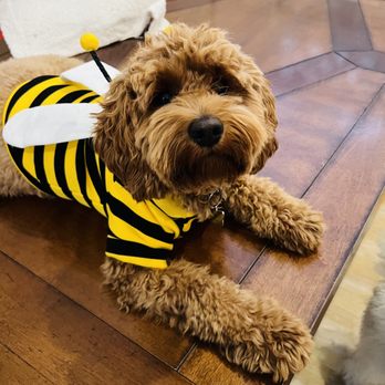 Tefani & So. Dogcare