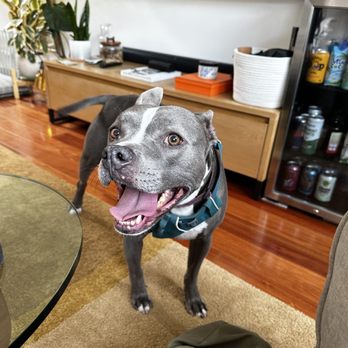 Tefani & So. Dogcare