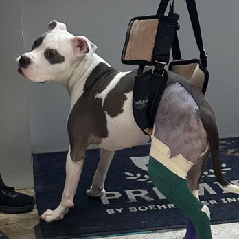 All 4 Paws Veterinary Hospital