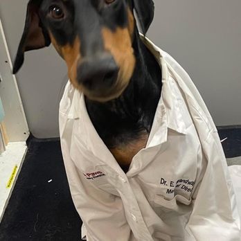 All 4 Paws Veterinary Hospital