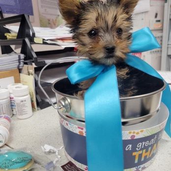 All 4 Paws Veterinary Hospital