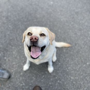 Coastal Holistic Complementary Veterinary Services