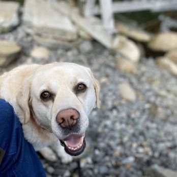 Coastal Holistic Complementary Veterinary Services