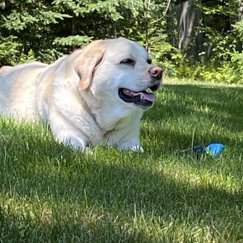 Coastal Holistic Complementary Veterinary Services