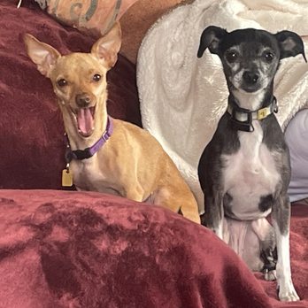 B-B's Dogboarding Service