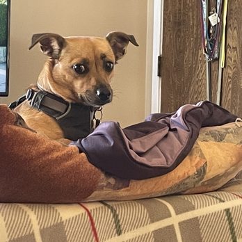 B-B's Dogboarding Service