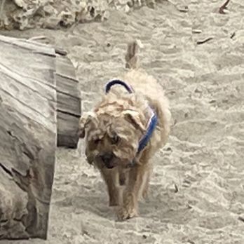 B-B's Dogboarding Service